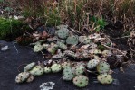 Opuntia mesacantha,Stone Mt, GA, Paul Adanick