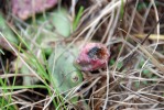 Opuntia lata, Georgia, Paul Adanick