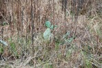 Opuntia lata, Georgia, Paul Adanick