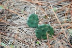 Opuntia lata, Georgia, Paul Adanick