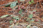 Opuntia lata, Georgia, Paul Adanick