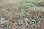 Opuntia lata, Georgia, Paul Adanick