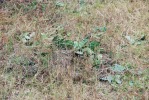 Opuntia mesacantha lata, Georgia, Paul Adanick