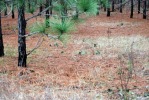 Opuntia lata, Georgia, Paul Adanick