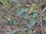 Opuntia lata, Mississippi, Colt Mooney