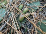 Opuntia lata, Mississippi, Colt Mooney