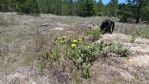 Opuntia lata on the Altamaha Grit in Washington Co, GA, Paul Adanick