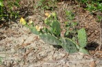 Opuntia lata, Paul Adanick