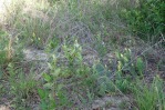 Opuntia lata, Paul Adanick