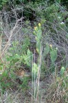 Opuntia lata, Paul Adanick