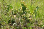 Opuntia lata, Paul Adanick