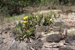 Opuntia lata, Paul Adanick