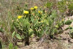 Opuntia lata, Paul Adanick