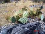 Opuntia mojavensis, Spring Mts. NV