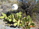 Opuntia mojavensis, Spring Mts. NV