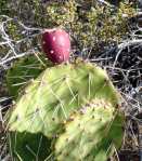 Opuntia mojavensis, fruit, Mt. Pososi, NV