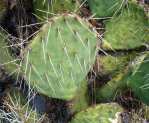 Opuntia mojavensis, Spring Mts. NV