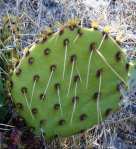 Opuntia mojavensis, Mt. Potosi, near Las Vegas, NV