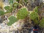 Opuntia mojavensis, Mt. Potosi, near Las Vegas, NV