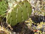 Opuntia mojavensis, Mt. Potosi, near Las Vegas, NV