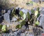 Opuntia mojavensis, Mt. Potosi, near Las Vegas, NV