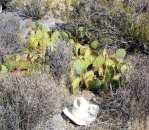 Opuntia mojavensis, Mt. Potosi, near Las Vegas, NV