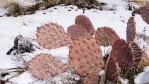 Opuntia mojavensis, winter, NV