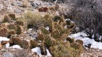 Opuntia mojavensis, winter, NV