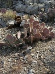 Opuntia mojavensis, Feb, Mt. Potosi