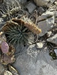 Opuntia mojavensis, and Agave in winter, Mt. Potosi