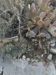 Opuntia mojavensis, and Agave in winter, Mt. Potosi