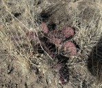 Opuntia mojavensis, late winter