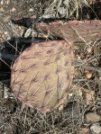 Opuntia mojavensis, late winter