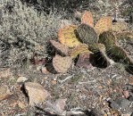 Opuntia mojavensis, late winter