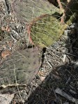 Opuntia mojavensis, Crestline, CA