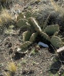 Opuntia mojavensis, Crestline, CA