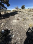 Opuntia mojavensis, 6000 ft, Crestline, CA