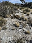 Opuntia mojavensis, 5500 ft, Crestline, CA