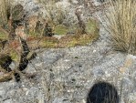 Opuntia mojavensis, Crestline, CA