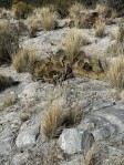 Opuntia mojavensis, Crestline, CA