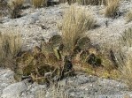 Opuntia mojavensis, Crestline, CA