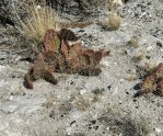 Opuntia mojavensis, Crestline, CA