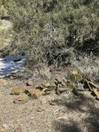 Opuntia mojavensis, 5500 ft, Crestline, CA