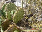 Opuntia mojavensis, Spring Mts. NV