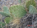 Opuntia mojavensis, Mt. Potosi, near Las Vegas, NV