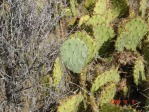 Opuntia mojavensis, Mt. Potosi, near Las Vegas, NV