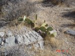 Opuntia mojavensis, Mt. Potosi, near Las Vegas, NV