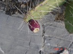 Opuntia mojavensis, fruit, Mt. Pososi, NV