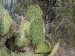 Opuntia mojavensis, Spring Mts. NV