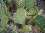 Opuntia mojavensis, Mt. Potosi, NV